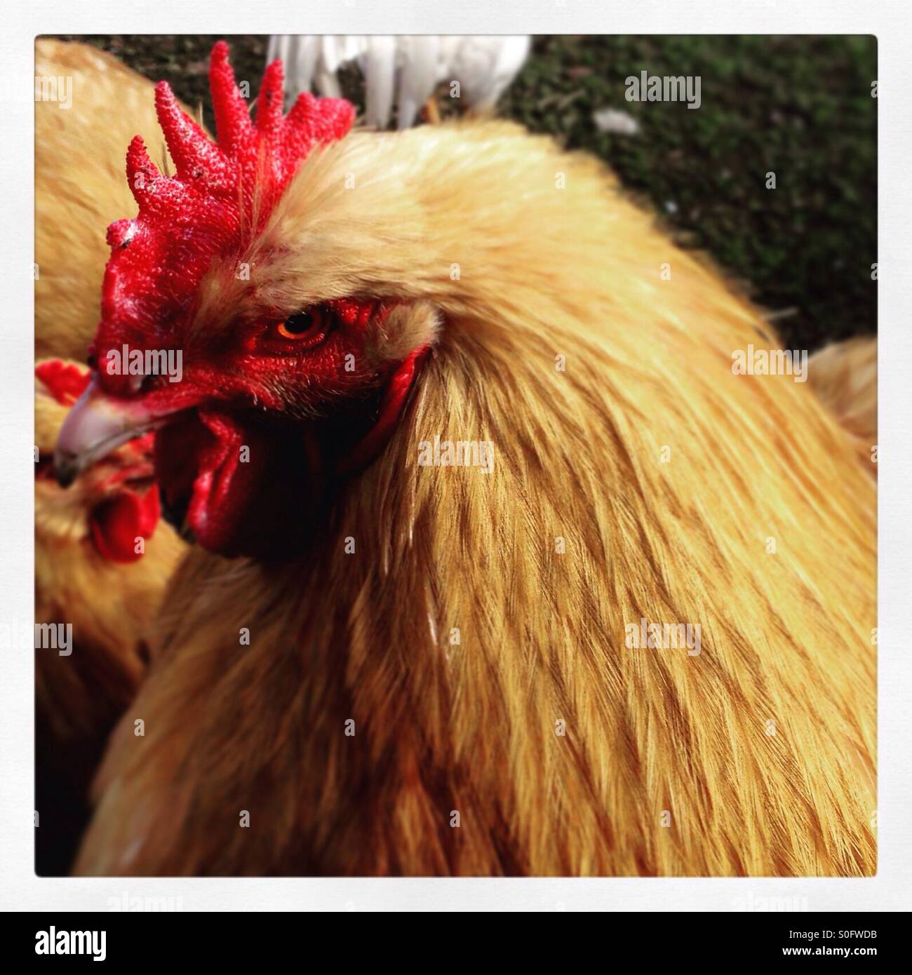Poule - Image de stock capturée avec un smartphone