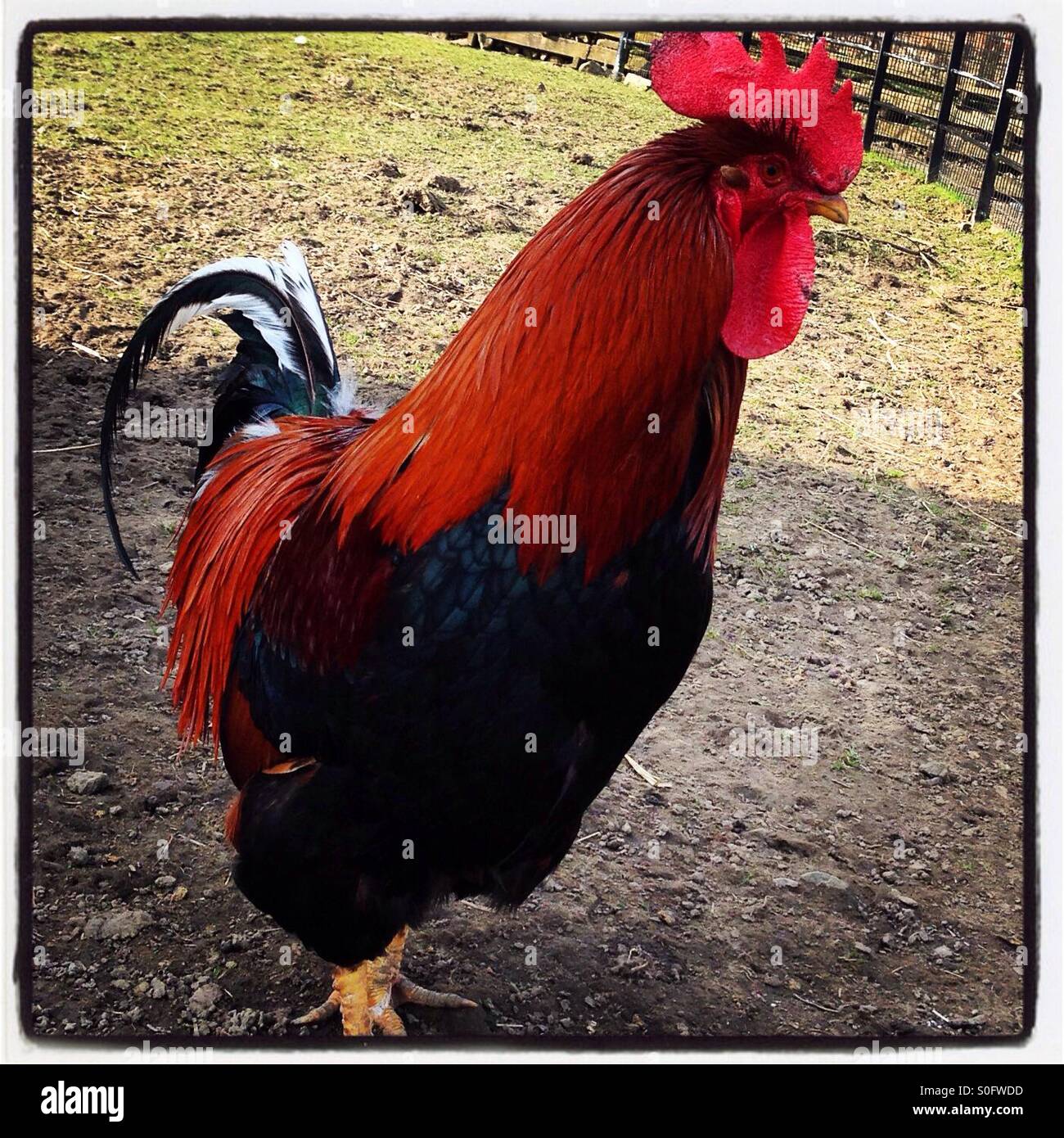 Coquelet - Image de stock capturée avec un smartphone