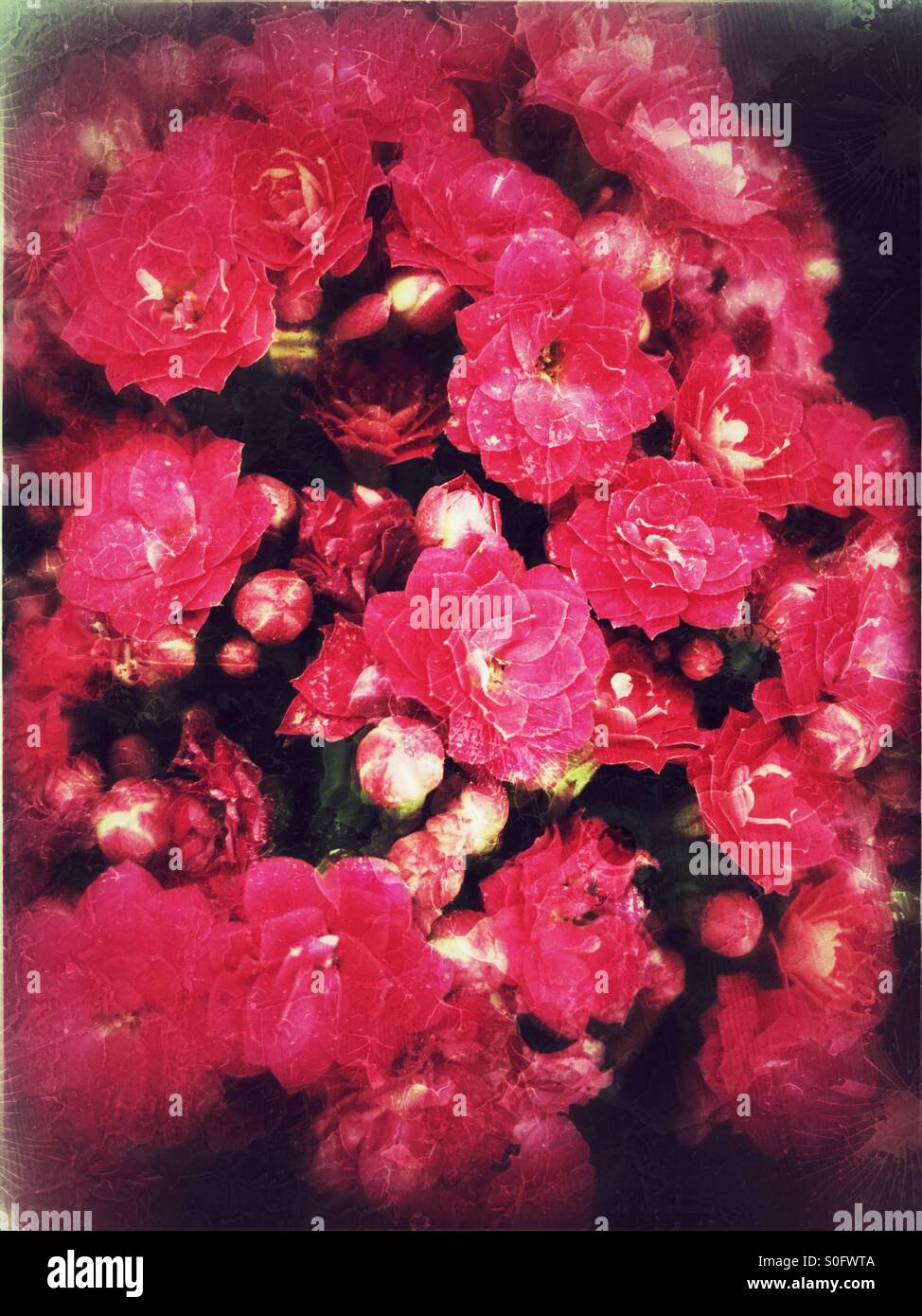 Bouquet de roses rouge texturé. Banque D'Images