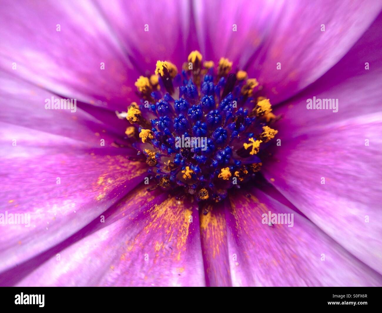 Vue macro d'une cape daisy Banque D'Images Vue macro d'une cape daisy Banque D'Images