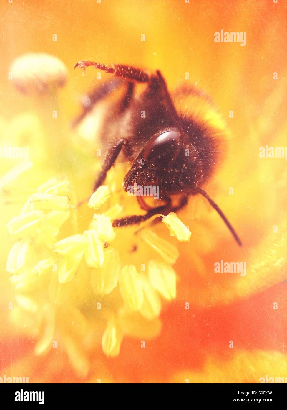 Bee gathering pollen d'un coquelicot Banque D'Images