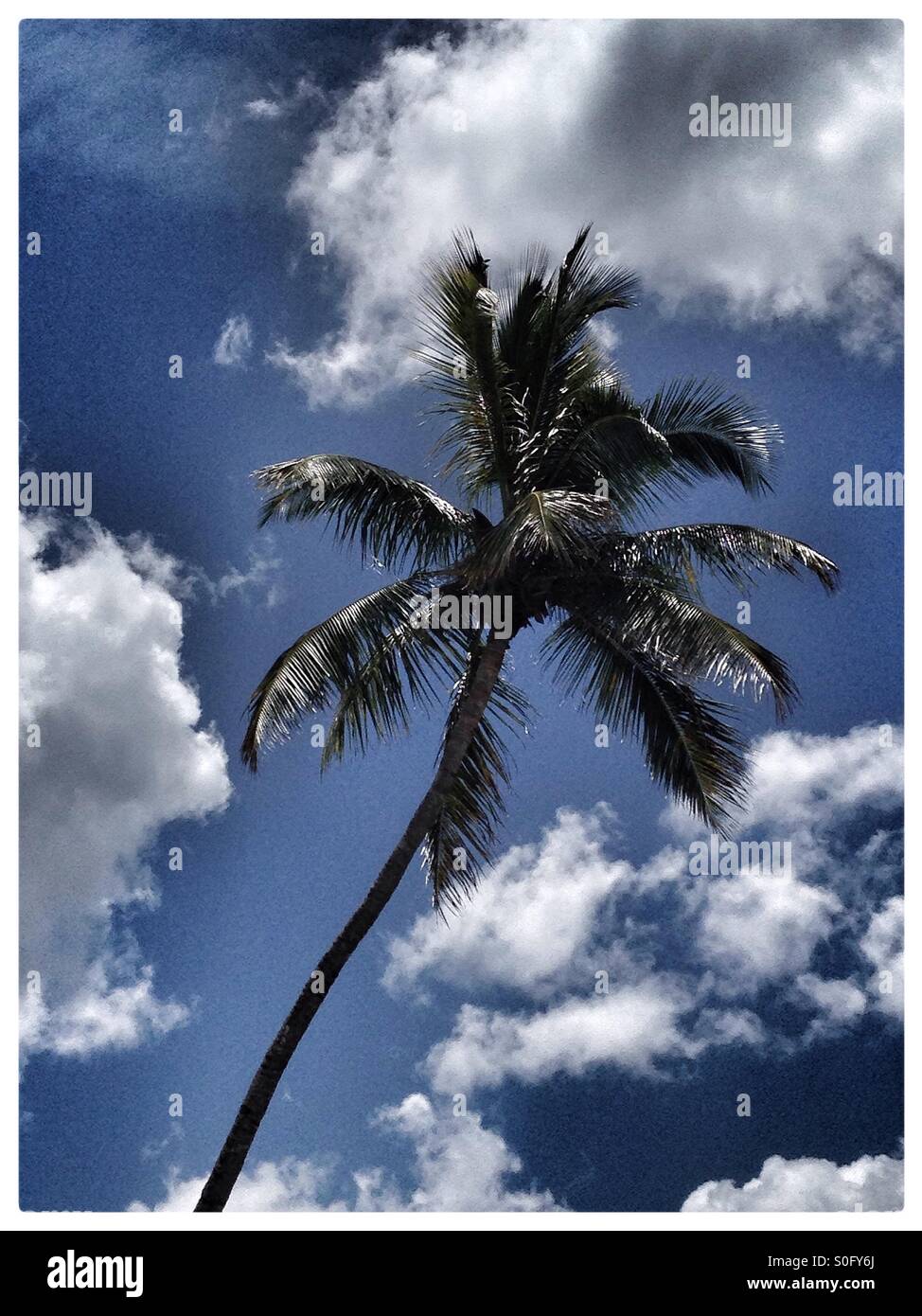 Palmier avec des nuages Banque D'Images