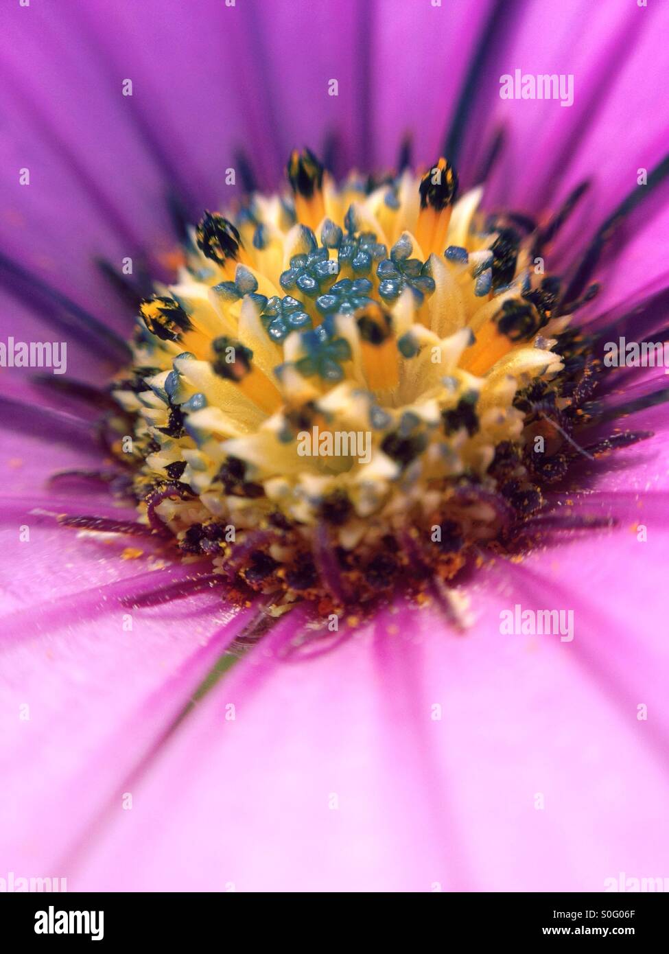 Vue macro d'une cape daisy Banque D'Images Vue macro d'une cape daisy Banque D'Images