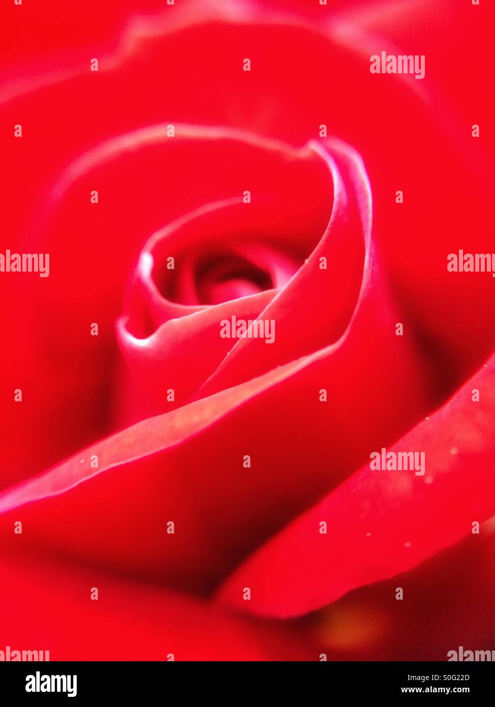 Close up of rose rouge fleur - Image de stock capturée avec un smartphone