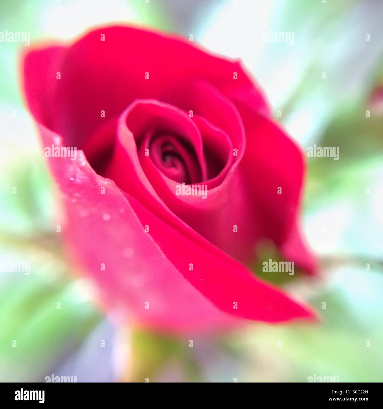 Close up of rose rouge fleur - Image de stock capturée avec un smartphone