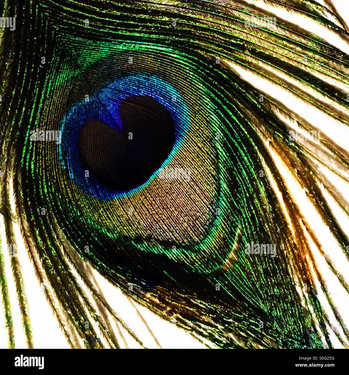 Conception de plume de paon - Image de stock capturée avec un smartphone