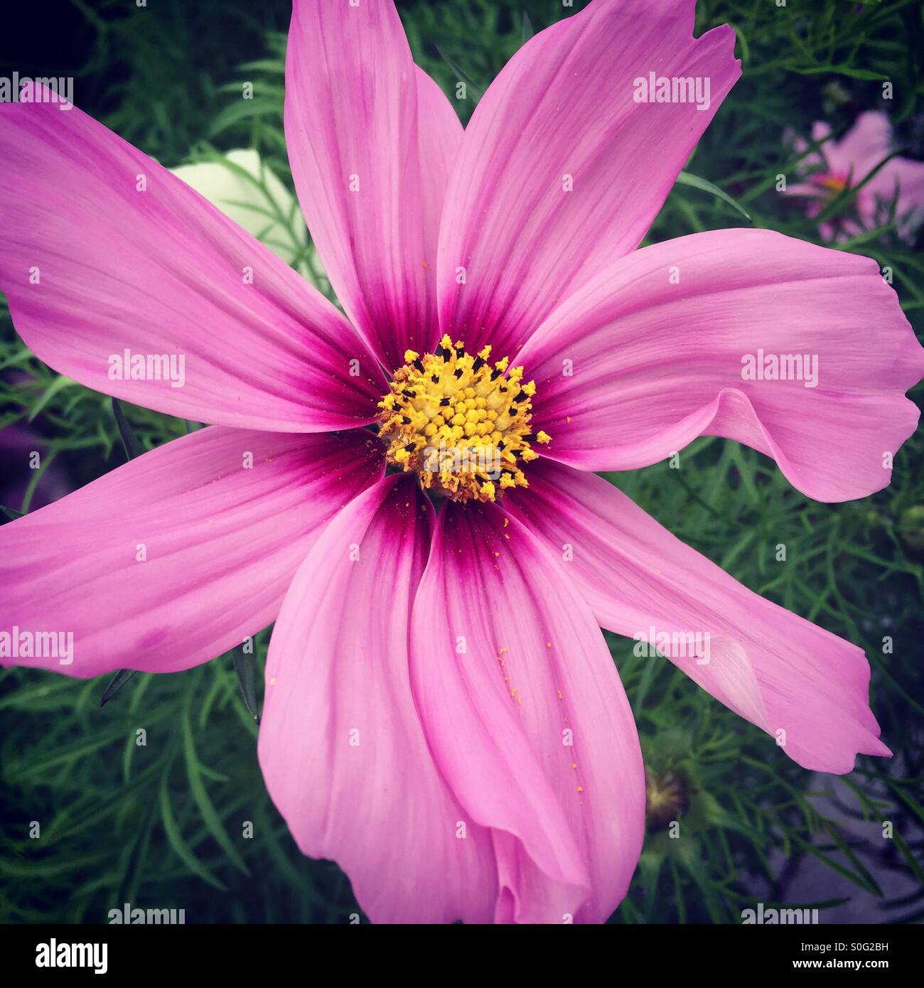 Cosmos rose flower close-up Banque D'Images