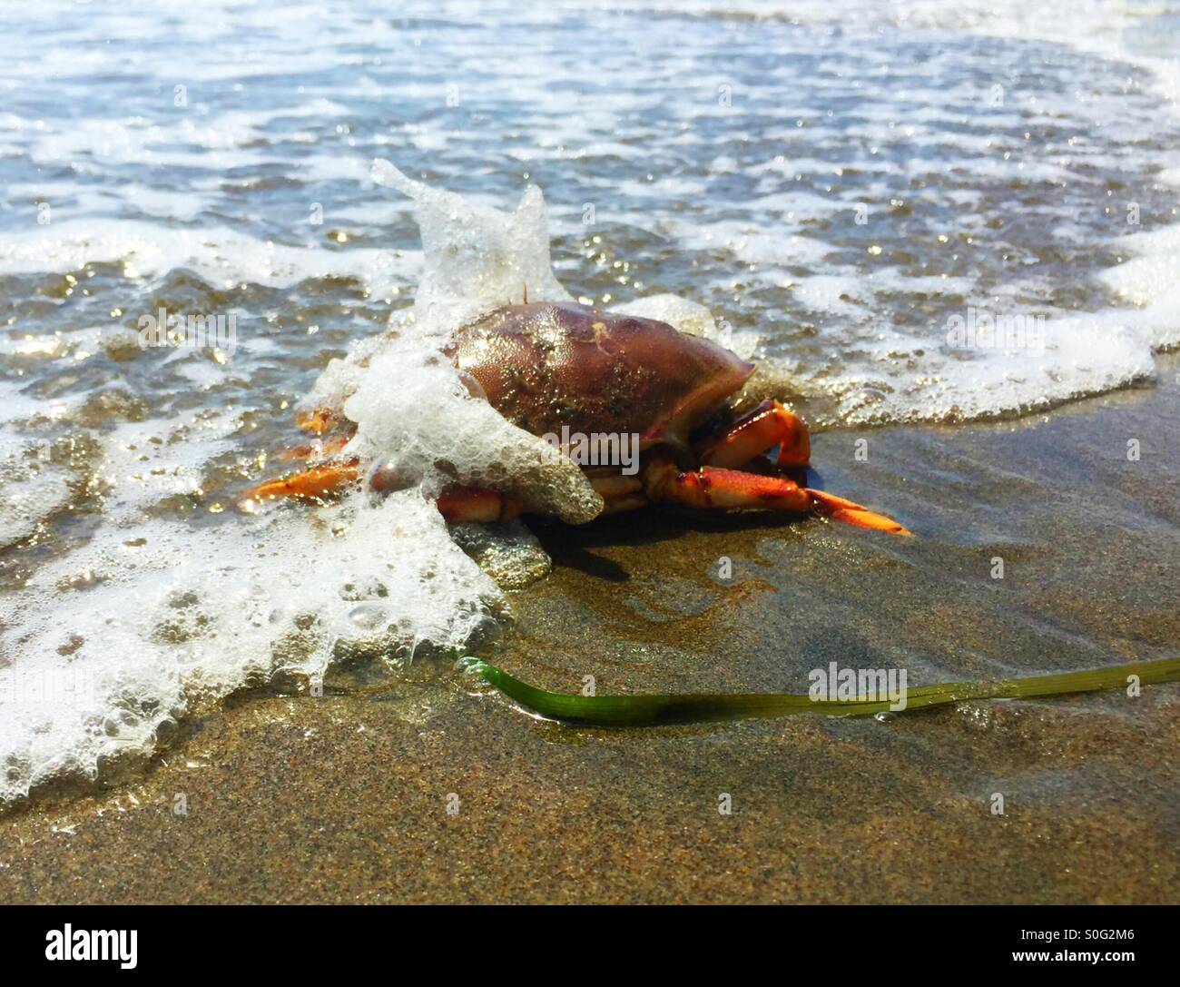 Tourteau rouge du Pacifique brouille son chemin de retour à la mer par une éclaboussure de disjoncteurs et de mousse sur la plage à Fort Funston, San Francisco, Californie, USA. Banque D'Images