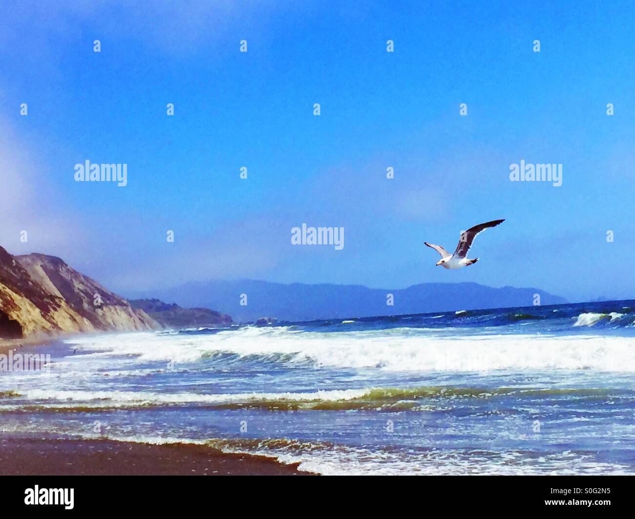Heureusement Seagull planeur de la rive pause à Fort Funston beach à San Francisco, Californie. - Image de stock capturée avec un smartphone
