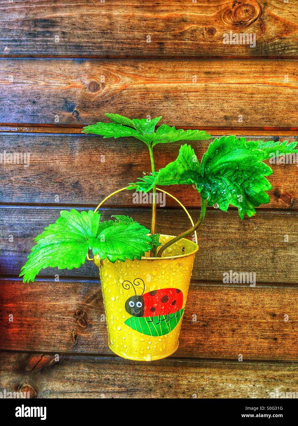 Fraisier humide sur une clôture en bois. - Image de stock capturée avec un smartphone