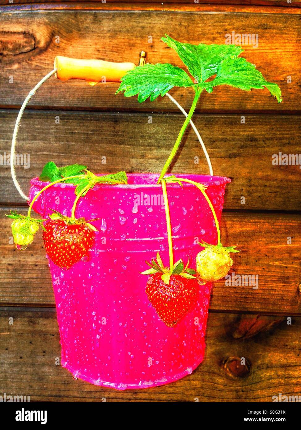 Fraisier humide dans un seau. - Image de stock capturée avec un smartphone