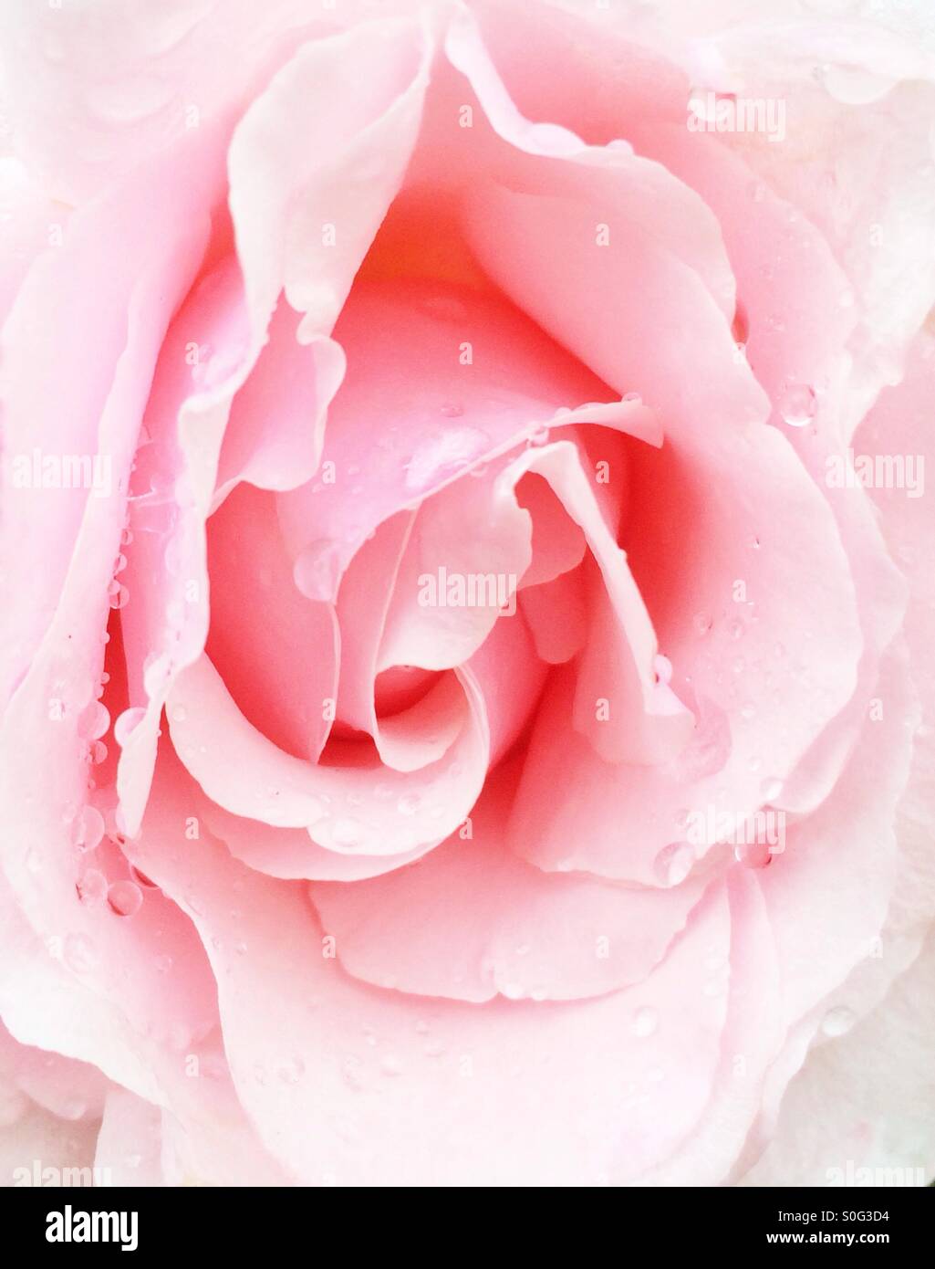 Rose rose avec des gouttes de pluie Banque D'Images