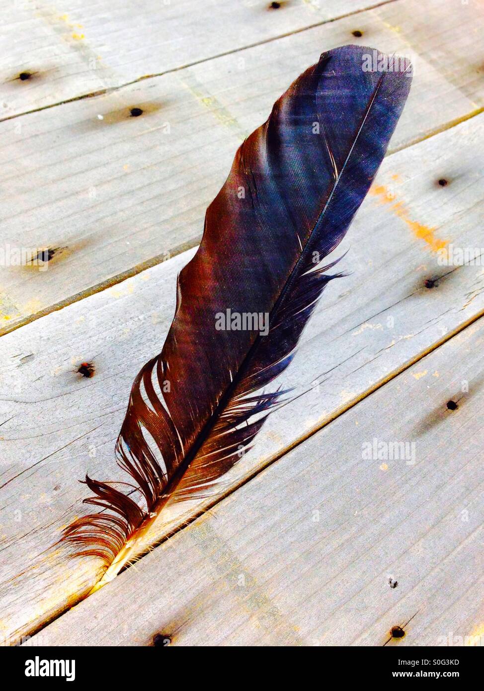Feather coincé dans Weathered Wood - Image de stock capturée avec un smartphone