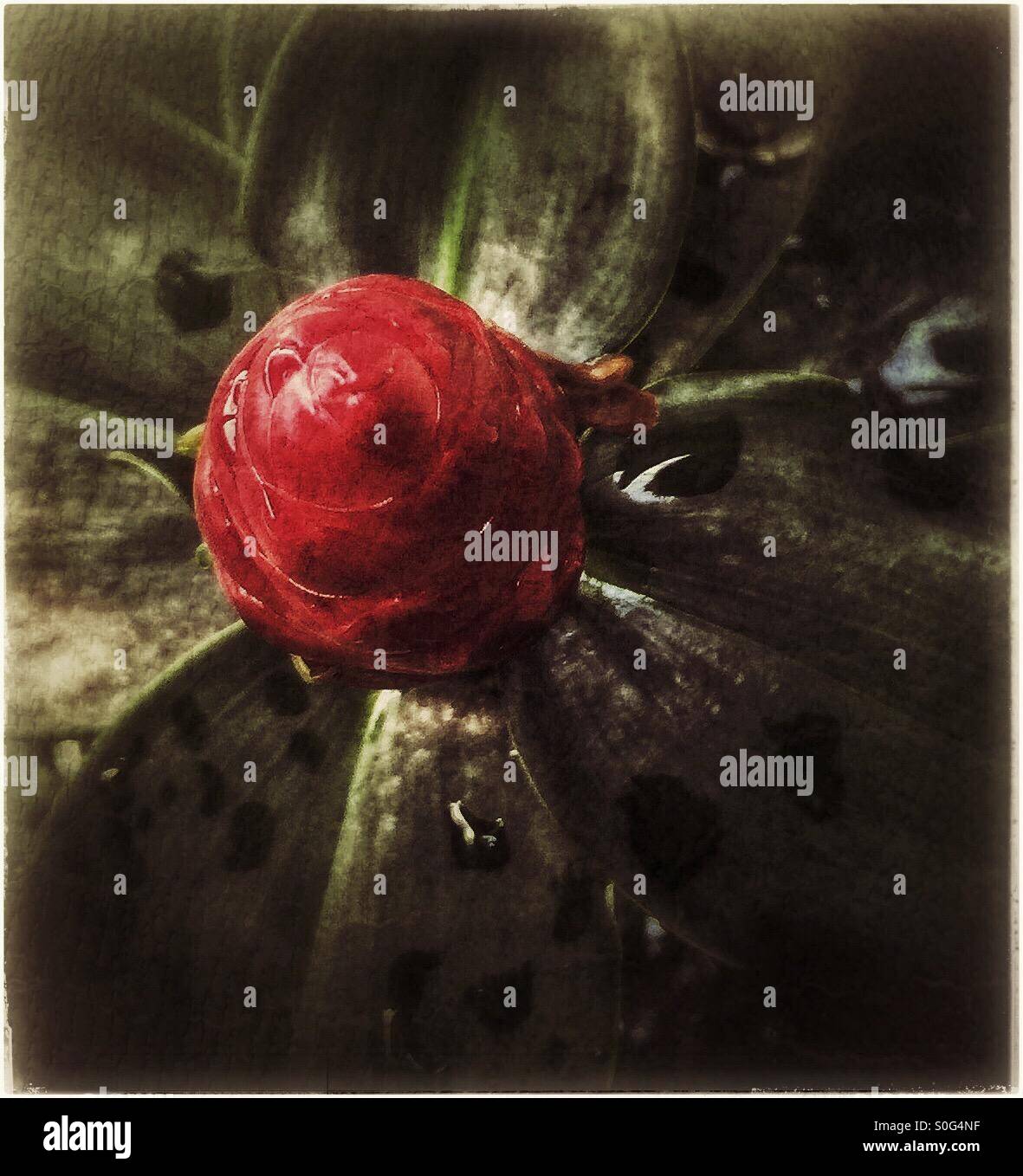 Fleur ou bourgeon. - Image de stock capturée avec un smartphone