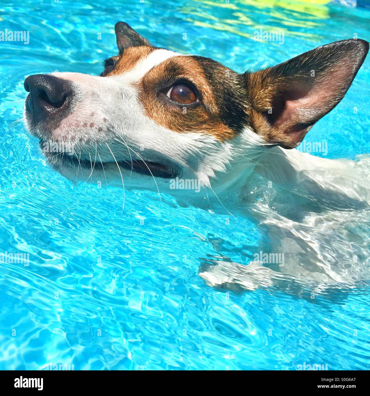 Gros plan du chien Jack Russell Terrier de nager dans la piscine extérieure. - Image de stock capturée avec un smartphone