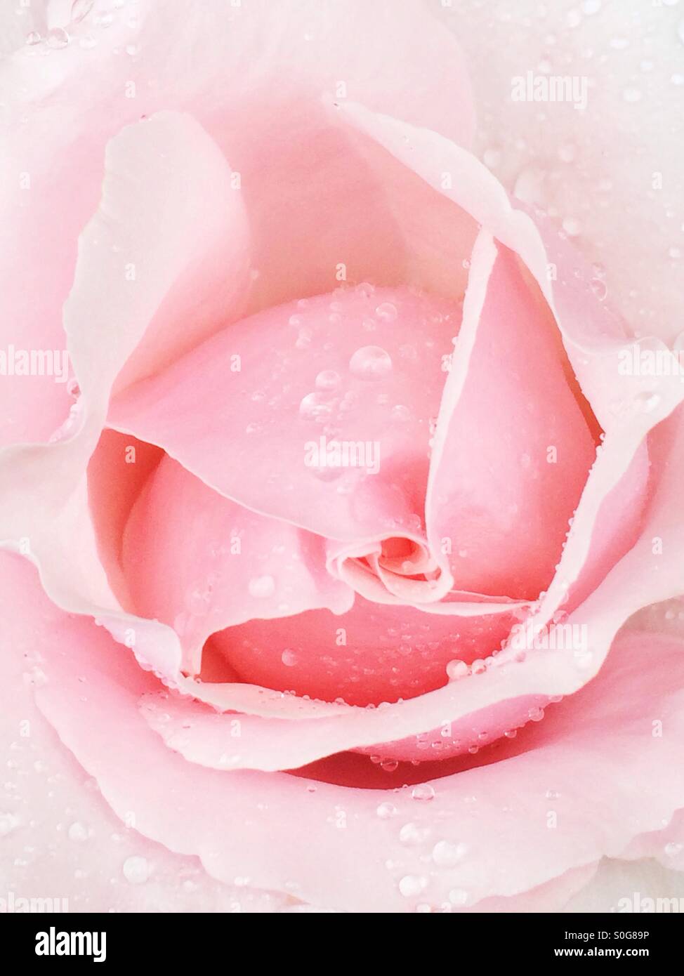 Rose rose avec des gouttelettes de pluie Banque D'Images