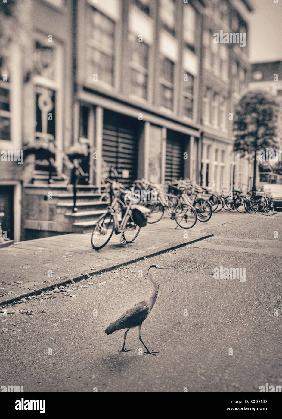 Un grand oiseau tiges les rues d'Amsterdam aux Pays-Bas UE - Image de stock capturée avec un smartphone