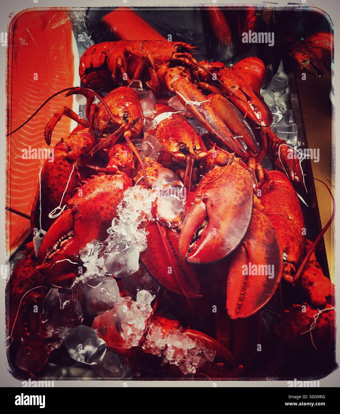 Homards sur glace Banque D'Images