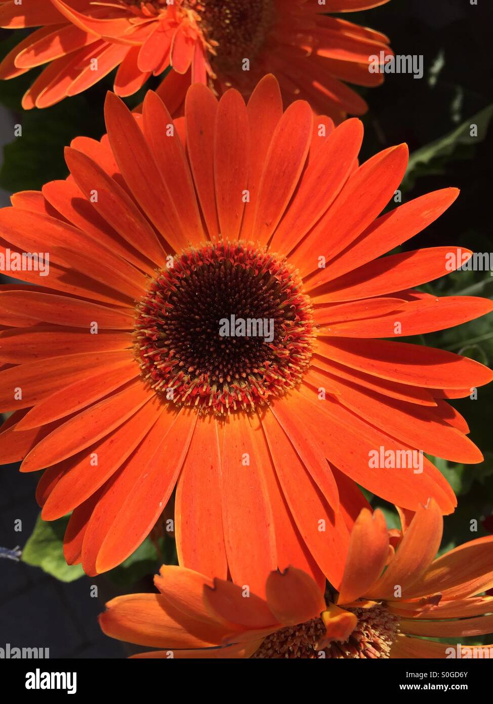 Close-up of Gerbera pousse dans un jardin de l'Irlande. Banque D'Images