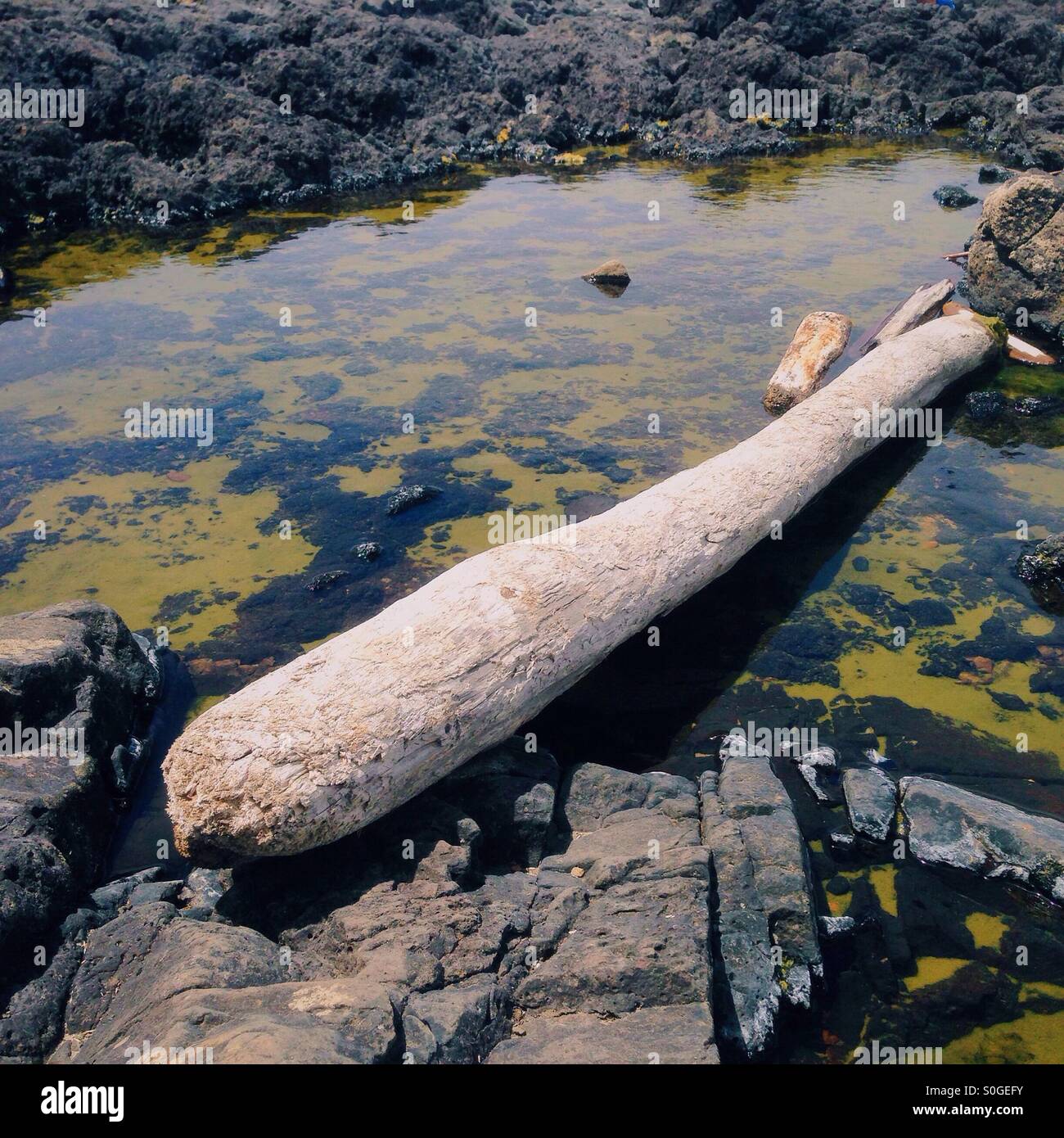 Driftwood blanchie sur les rochers à marée basse une piscine. Banque D'Images