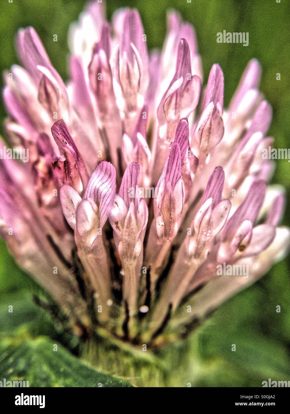 Fleur de trèfle - Image de stock capturée avec un smartphone