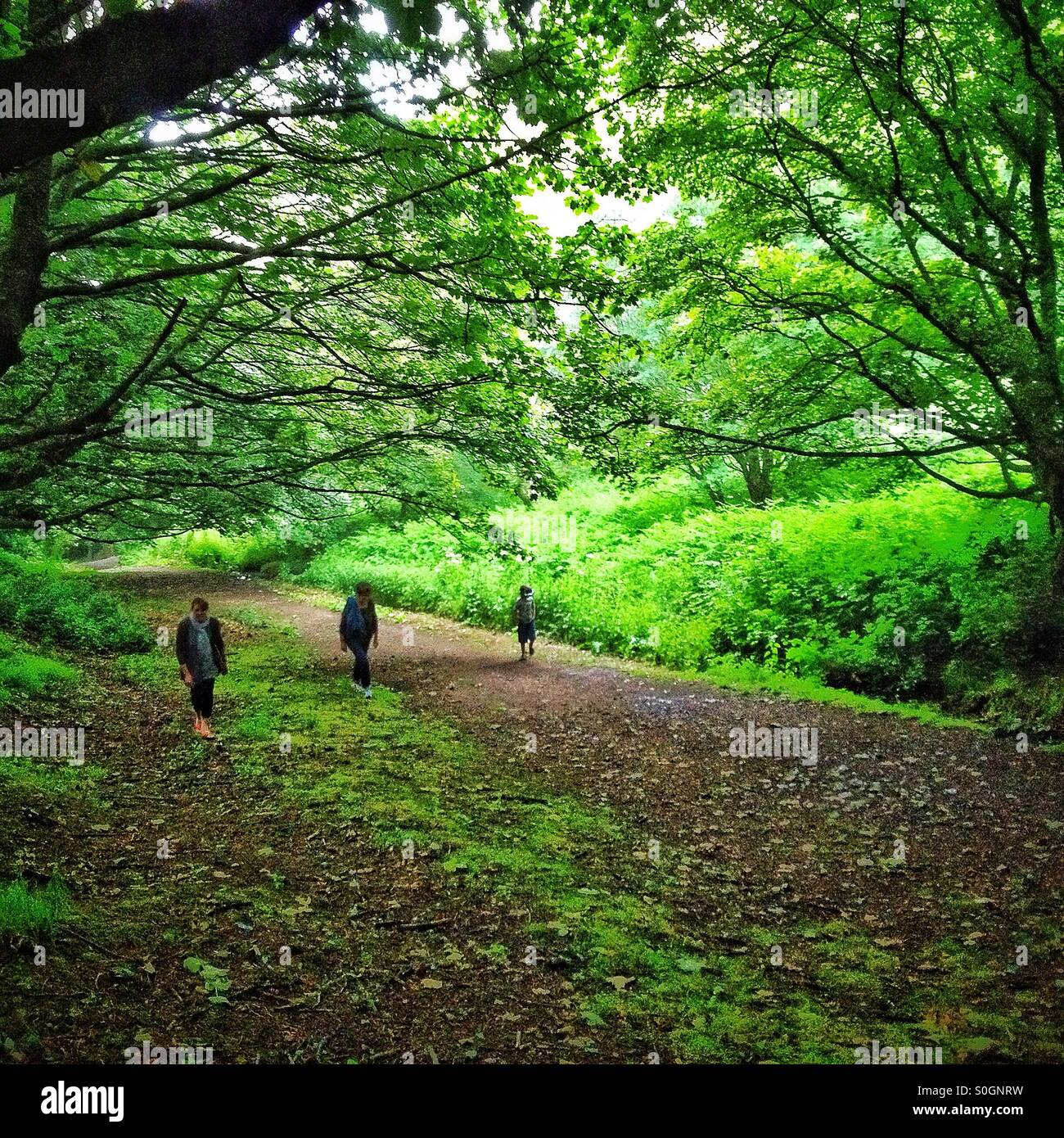 Trois personnes marchant dans les bois à Malvern Hills Banque D'Images