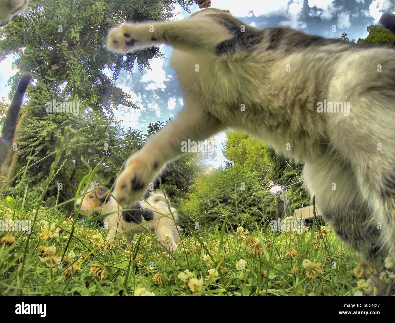 Chat sautant par-dessus l'appareil photo dans le jardin, vue à la hauteur du ver amusante - Image de stock capturée avec un smartphone