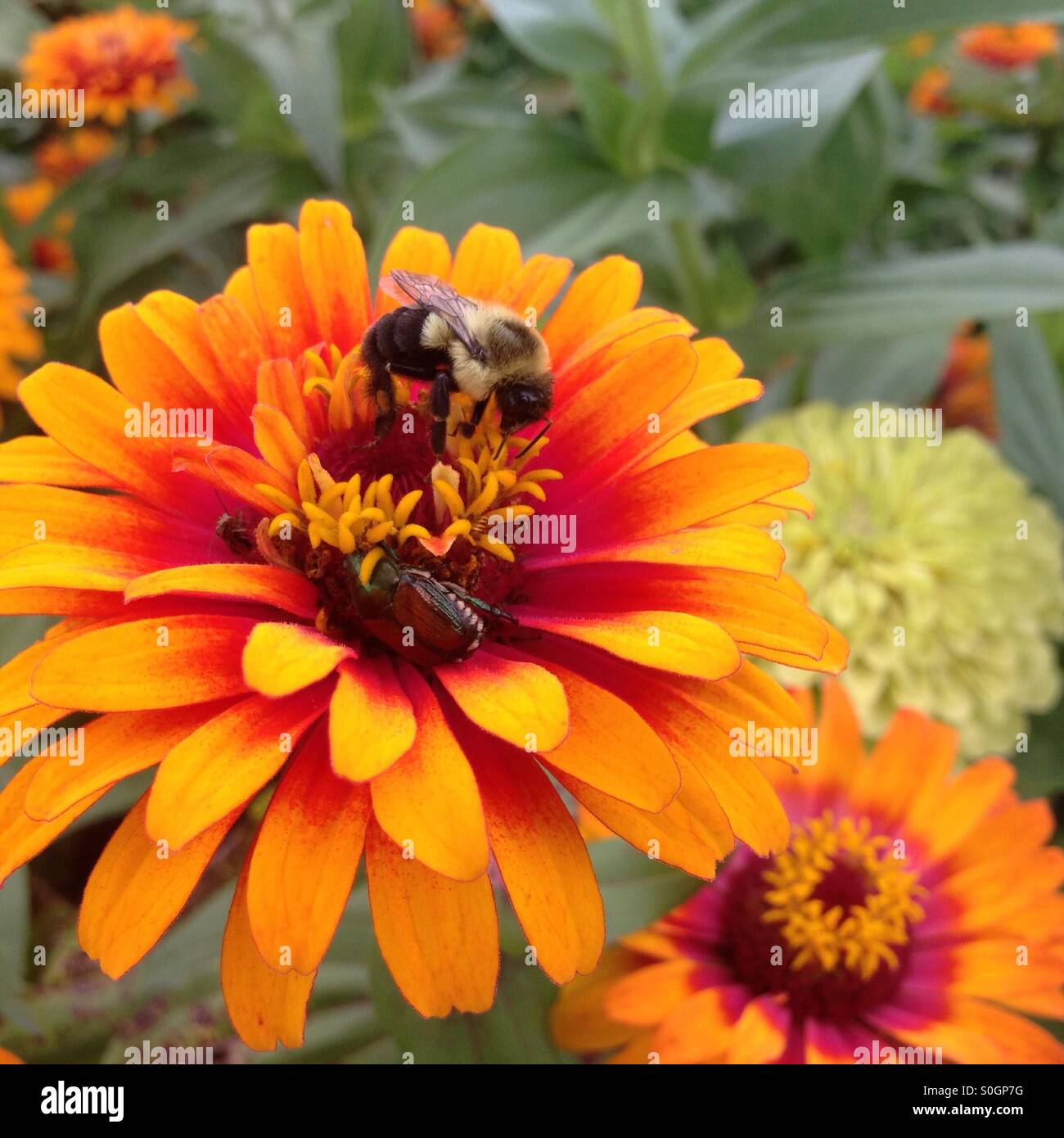 La collecte du pollen d'abeilles d'un zinnia orange Banque D'Images