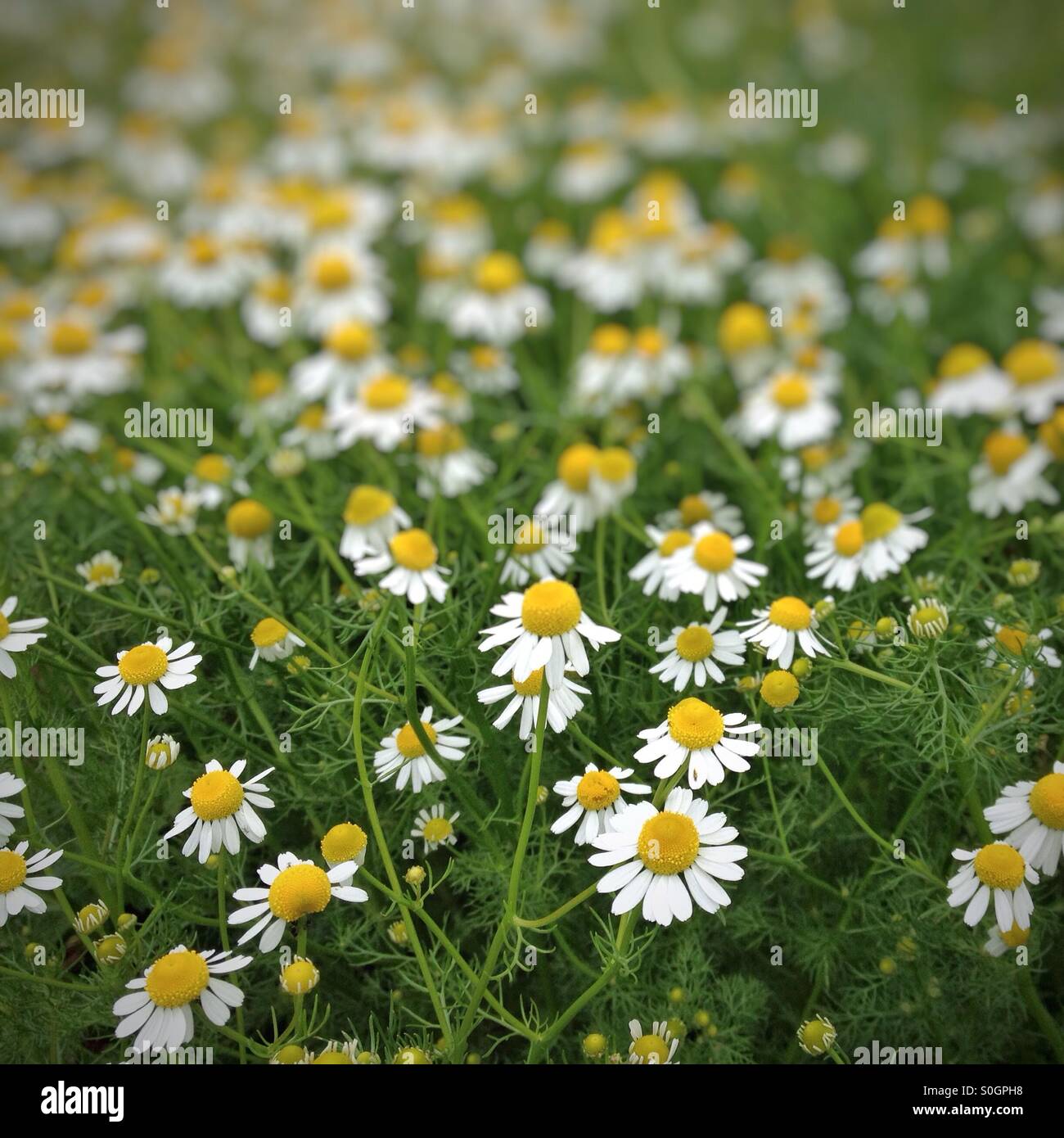 Marguerites Banque D'Images