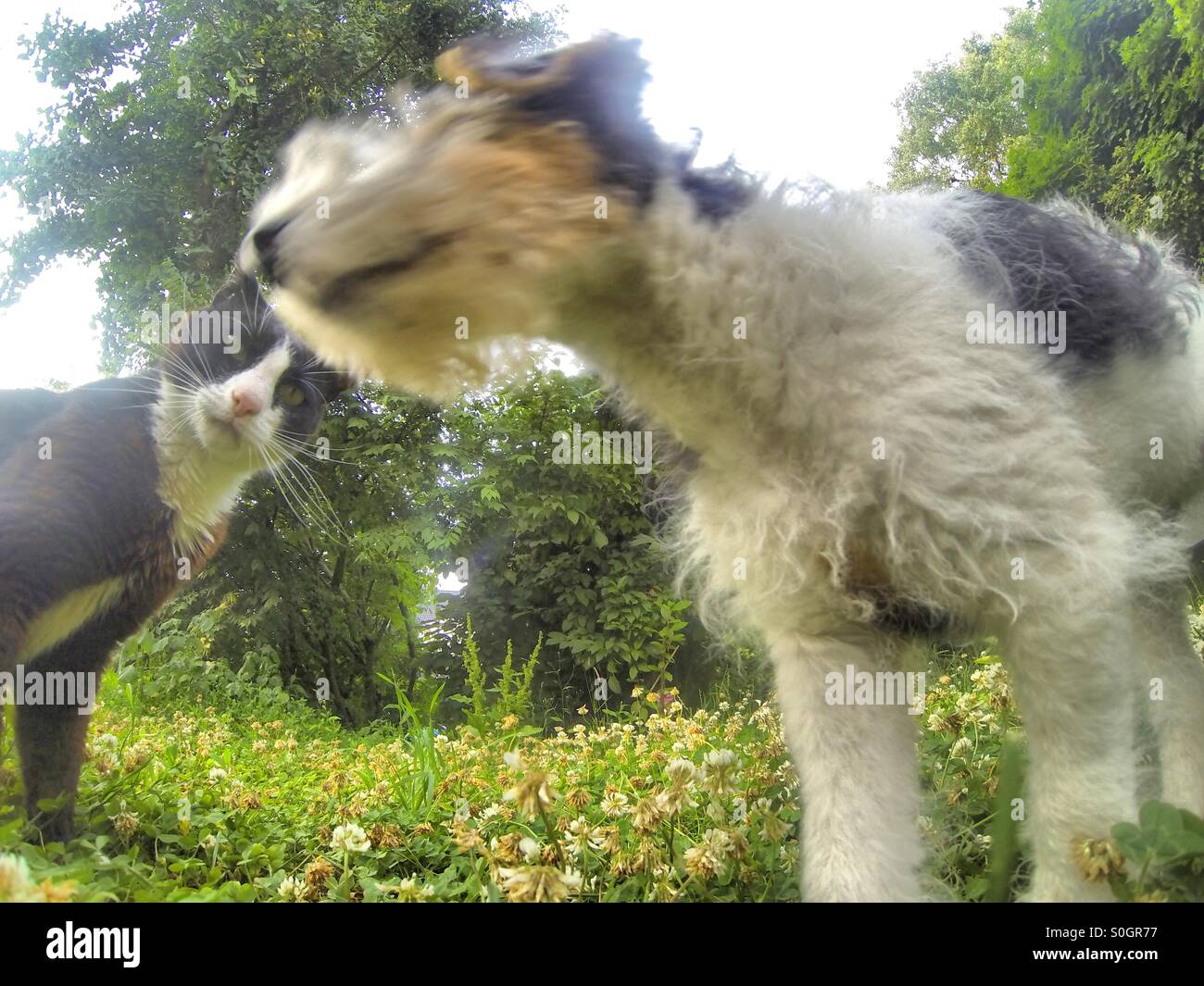 Chat et chien curieux nez à nez avec la caméra, objectif fisheye, jardin - Image de stock capturée avec un smartphone