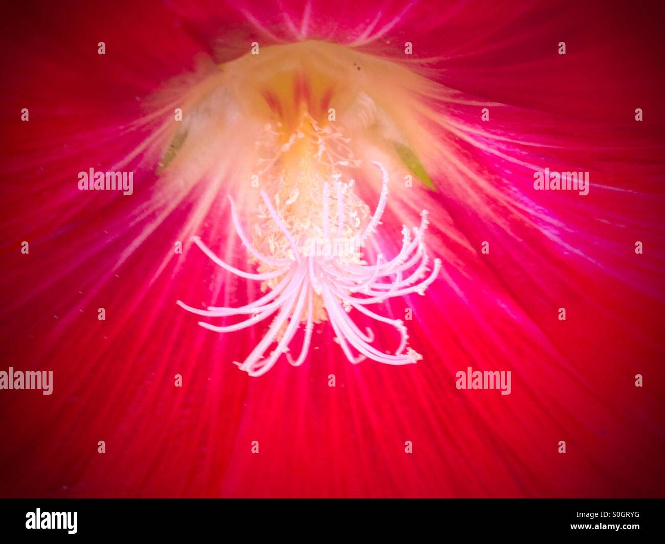 Libre d'une fleur rouge Banque D'Images