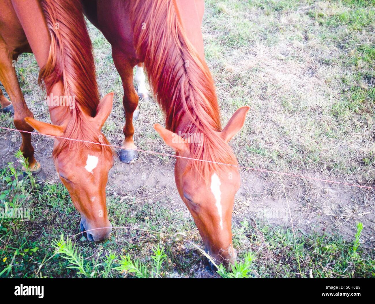 Les chevaux paître dans le champ - Image de stock capturée avec un smartphone