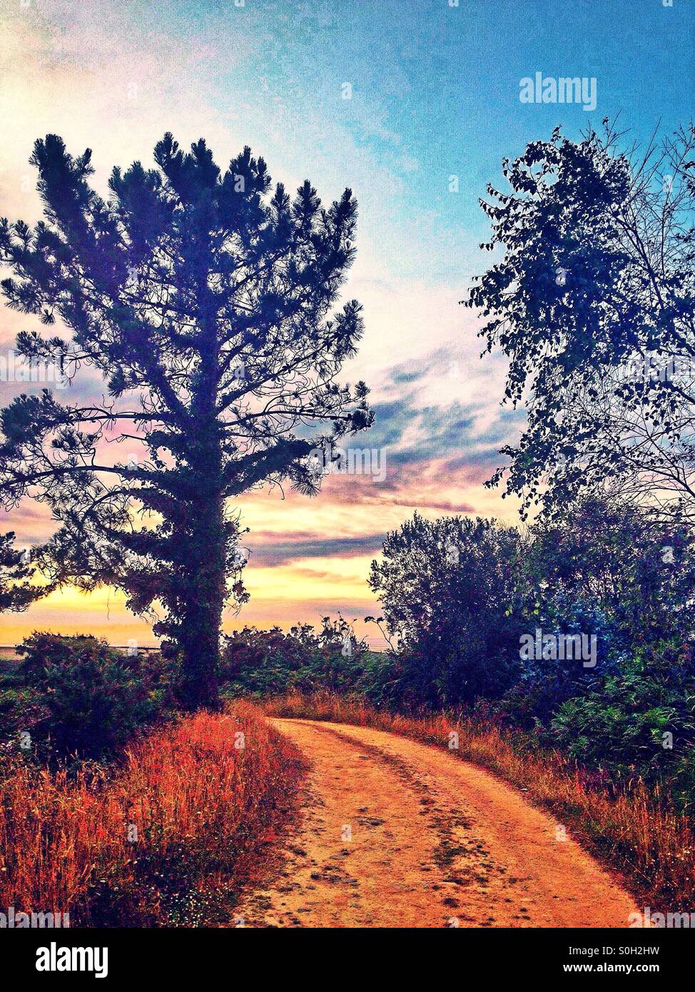 Beau paysage rural avec des arbres Banque D'Images
