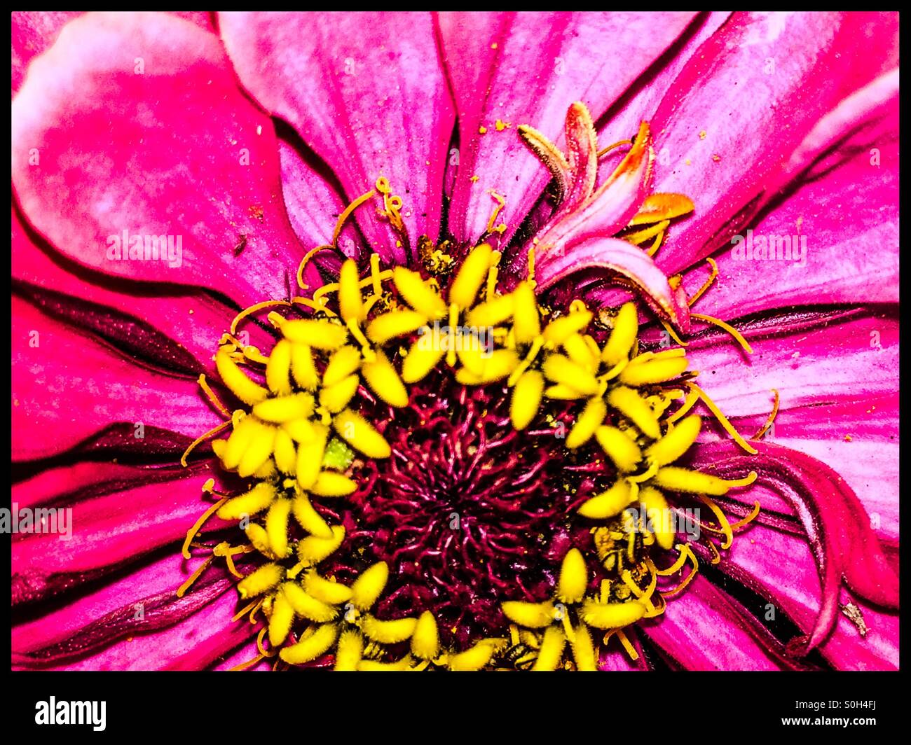 Zinnia fleur close up Juillet Banque D'Images