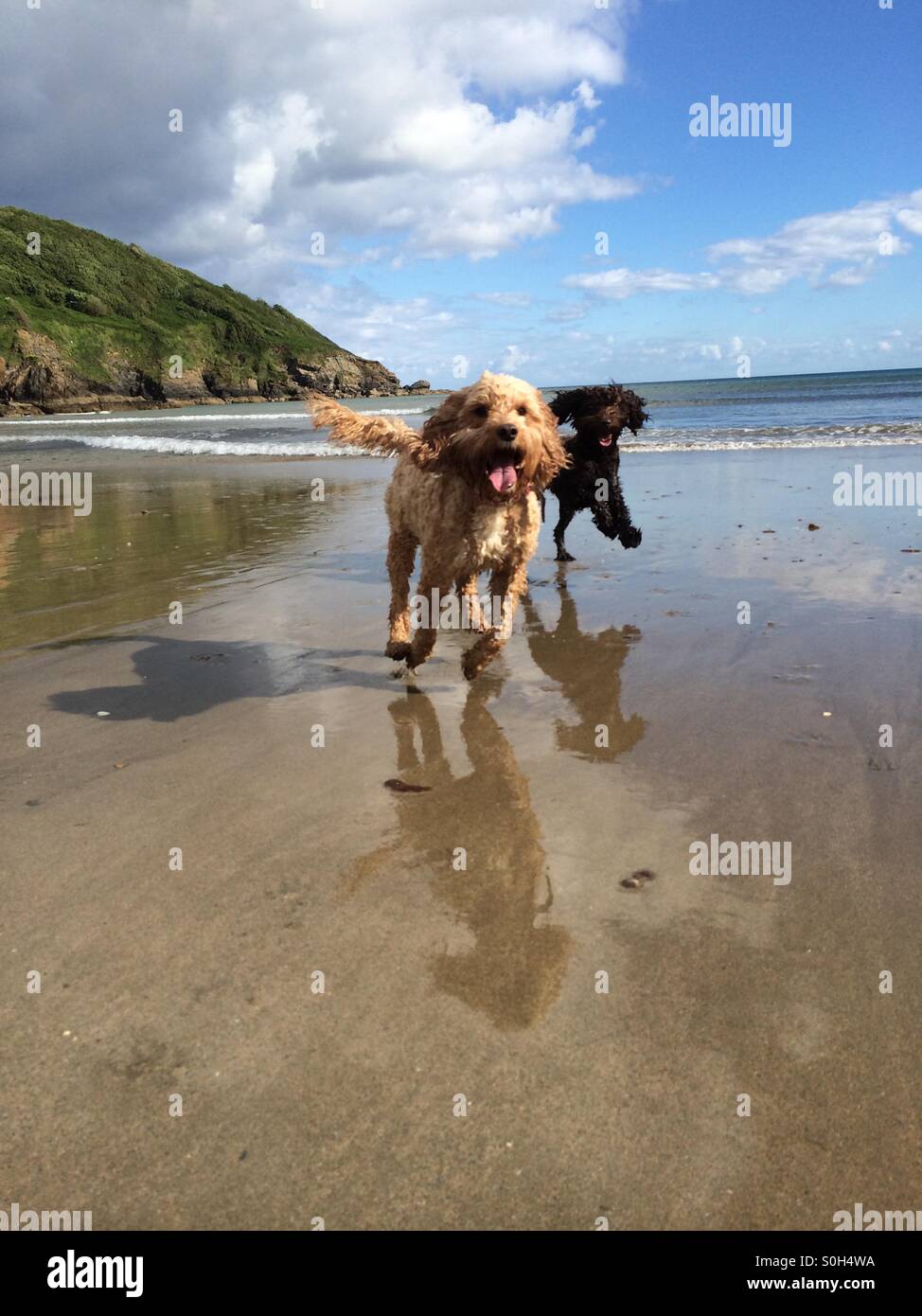 Les chiens heureux, Cornwall UK Banque D'Images