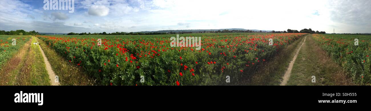 Panorama du pavot, Kent, UK Banque D'Images