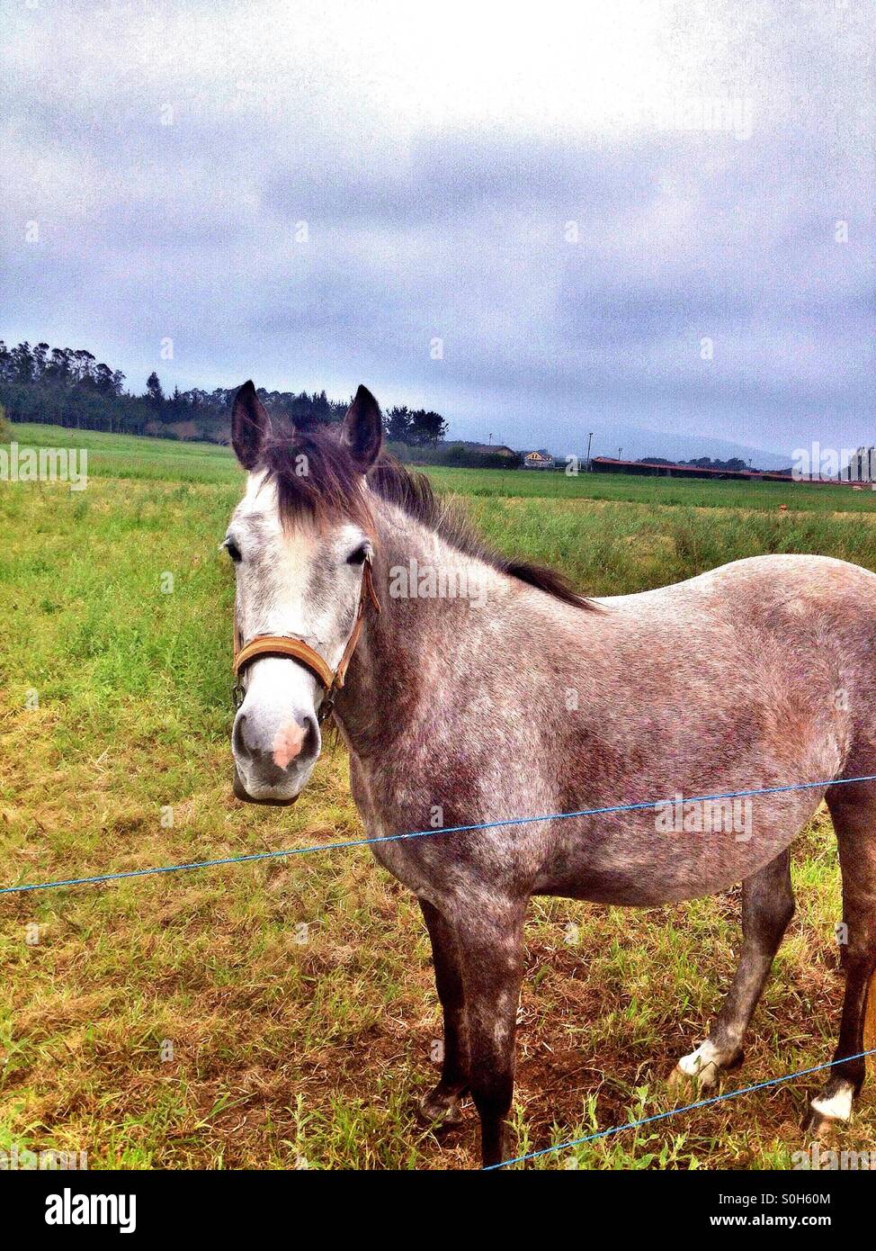 Cheval dans le domaine - Image de stock capturée avec un smartphone