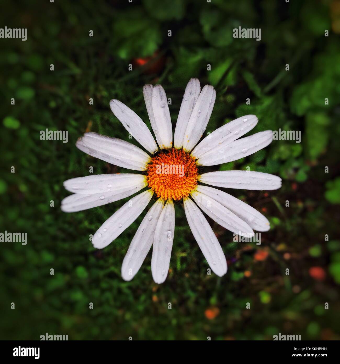 Daisy - Image de stock capturée avec un smartphone