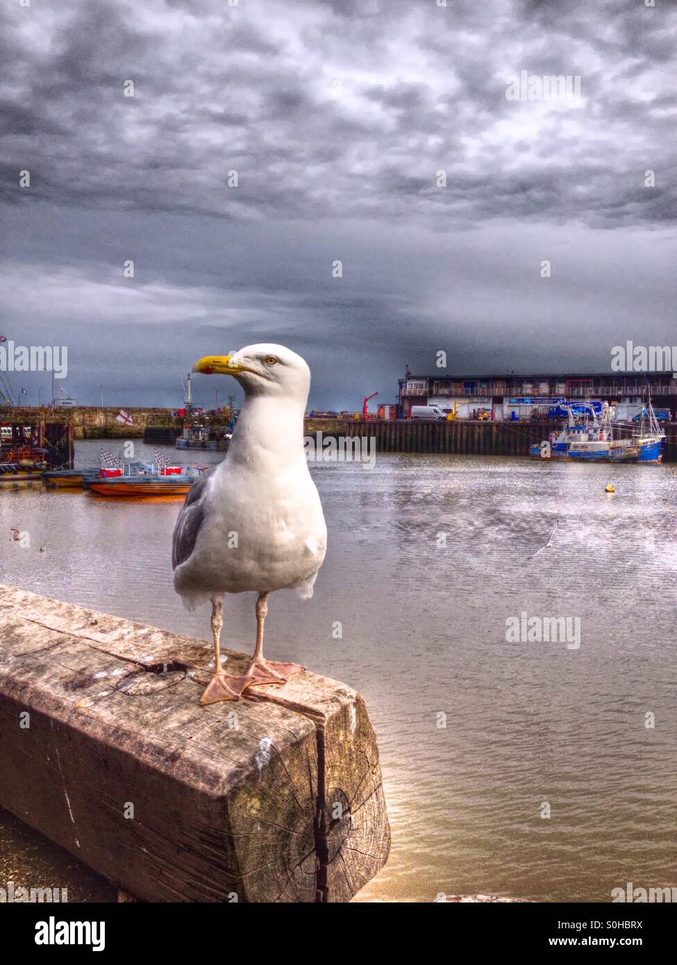 Mouette à Bridlington Yorkshire, port - Image de stock capturée avec un smartphone