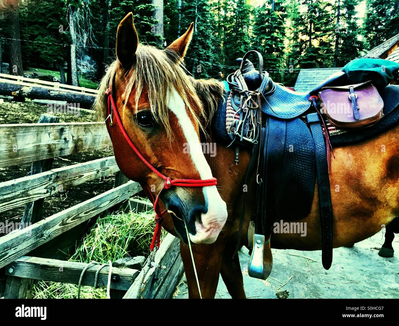 Tôt le matin avant d'grand jour à l'avance pour ce pack horse stallion oseille. Banque D'Images