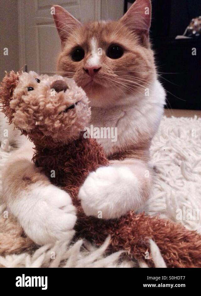 Le gingembre et le chaton blanc à l'aide de sa grosse pattes pour tenir sur son ours en peluche - Image de stock capturée avec un smartphone