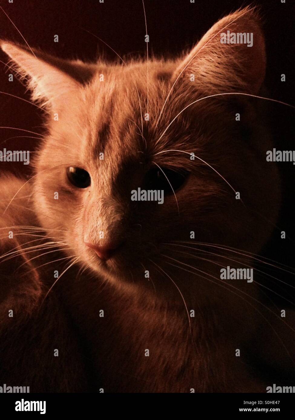 Close up portrait of ginger cat en profil de l'ombre sur fond noir pas de filtre Banque D'Images