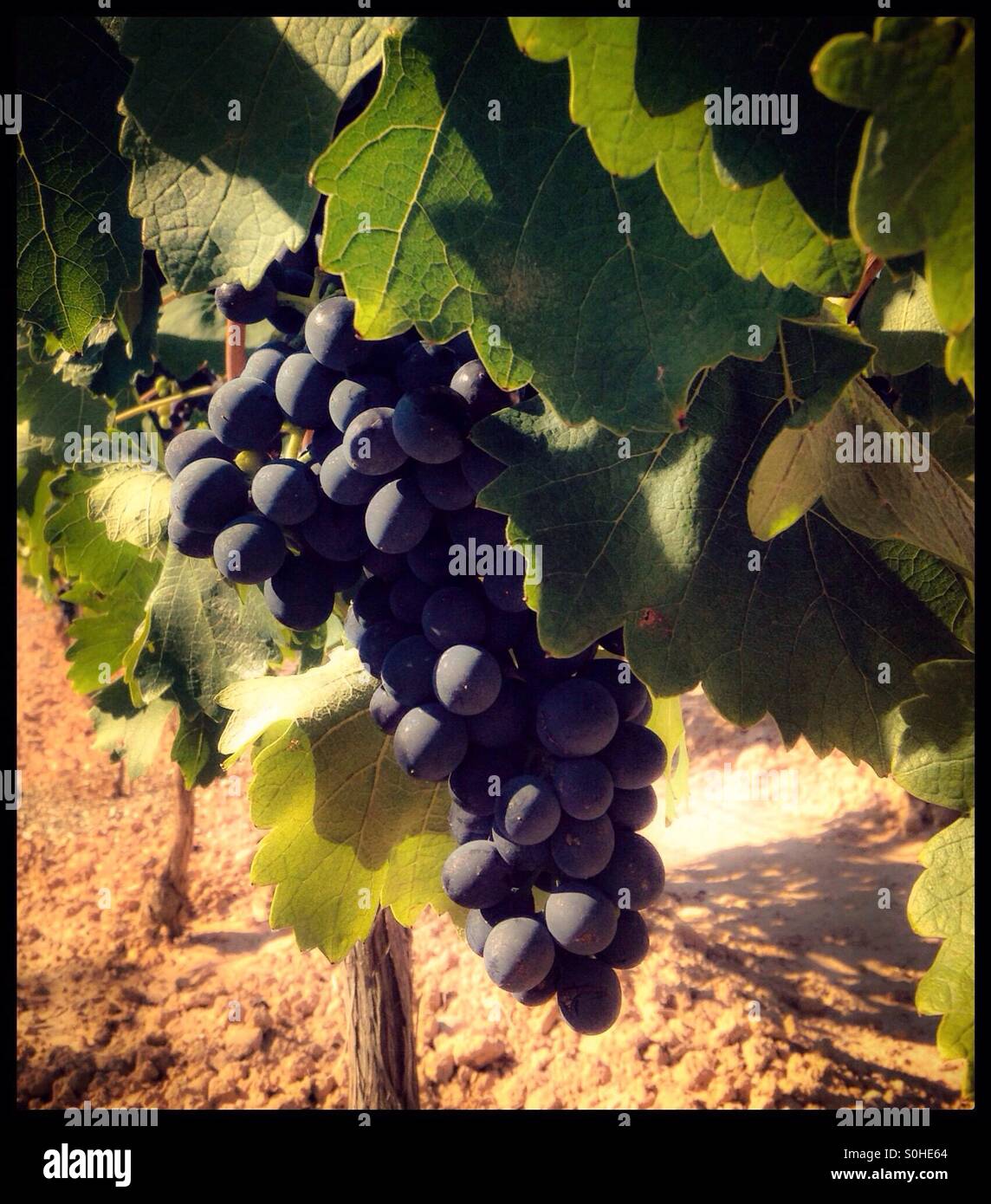 La maturation des raisins de Syrah sur la vigne, en Catalogne, Espagne. Banque D'Images