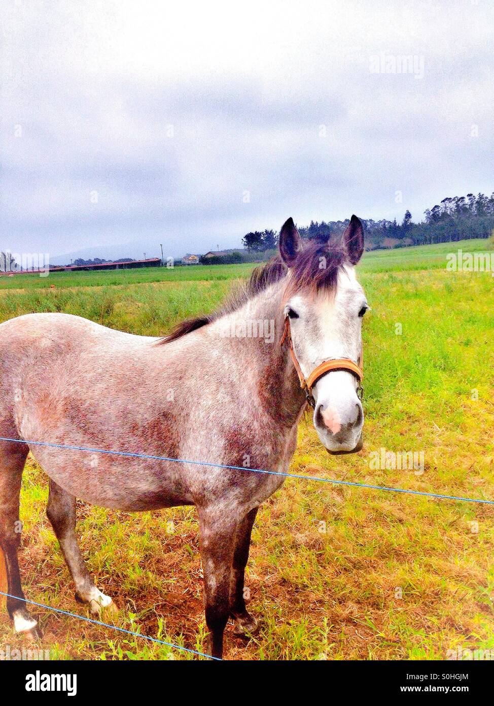 Cheval dans le domaine - Image de stock capturée avec un smartphone