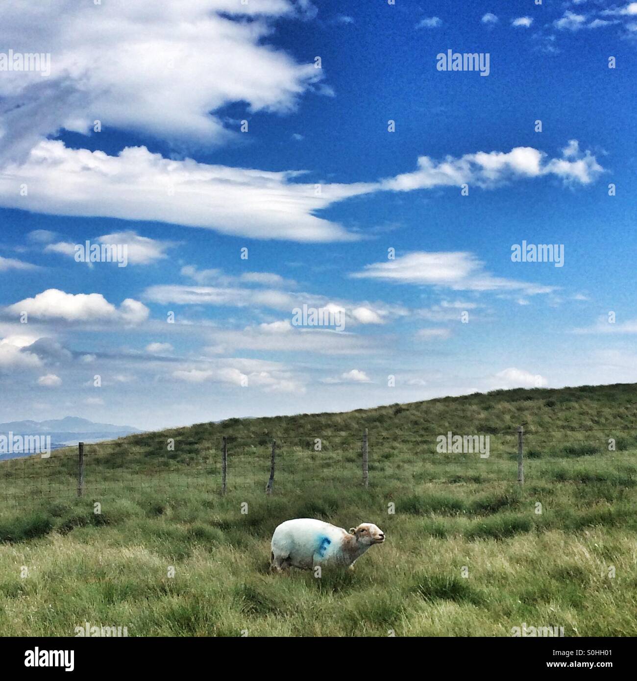 Le dirigeant d'une brebis s'exécutant sur une colline au Pays de Galles - Image de stock capturée avec un smartphone