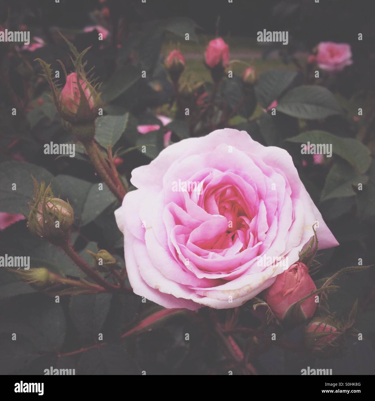 Rose rose Banque D'Images