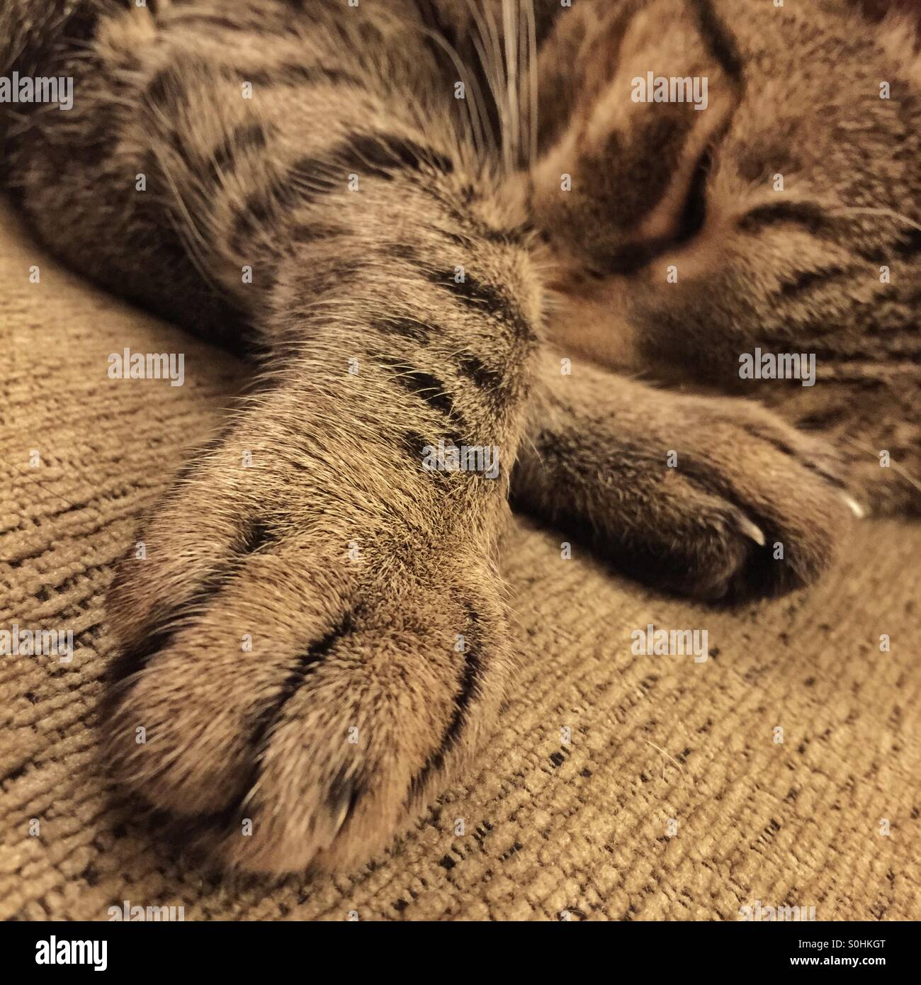 Chat tigré dormir avec les pieds tendus. Banque D'Images