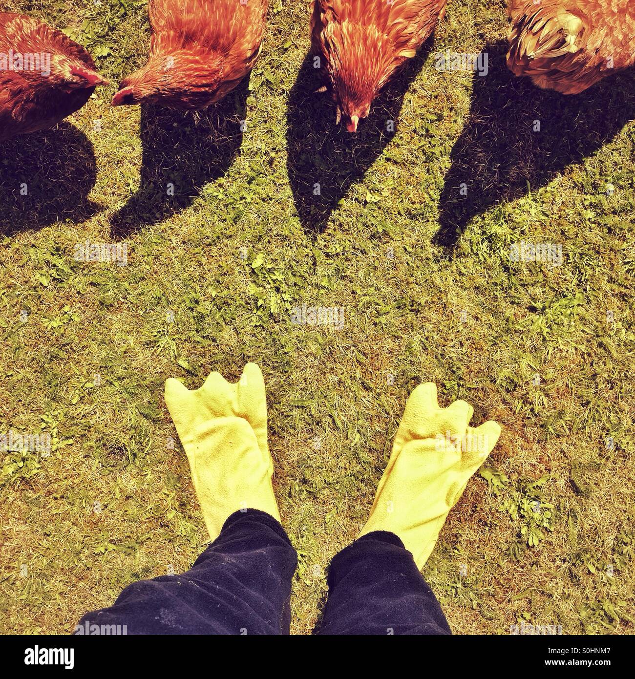 Pieds de poulet ! Poulets confus - imprimés / imprimés - pieds originaux uniques - pieds bizarres Banque D'Images