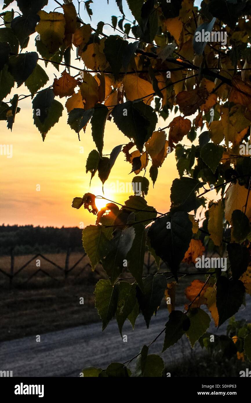 Coucher du soleil qui brillait à travers les feuilles dans la campagne polonaise Banque D'Images