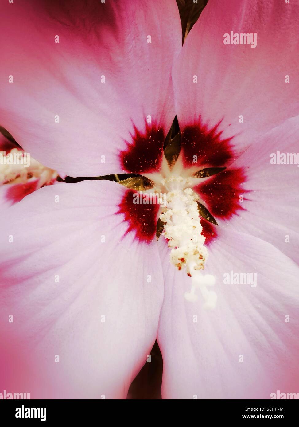 Libre d'une fleur d'hibiscus Banque D'Images